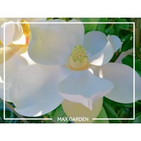 Magnólia veľkokvetá - Magnolia grandiflora 'Gallisoniensis´ Co24  100/120