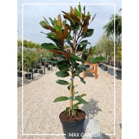 Magnólia veľkokvetá - Magnolia grandiflora 'Gallisoniensis´ Co24  100/120