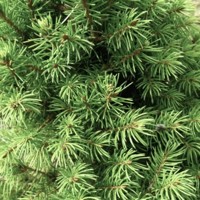 Smrek biely - Picea glauca ´Sanders Blue´ Co2L  20/30