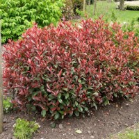 Červienka  - Photinia fraseri ´Carre Rouge´ Co2L 60/70