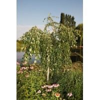 Betula utilis ´Jacquemontii´Co10L 125/150 - tvar viackmeň