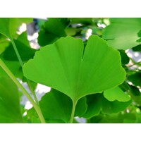 Ginko dvojlaločné - Ginko biloba 8/10