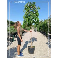 Moruša previsnutá - Morus alba ´Pendula´ - na 200cm kmeni, 8/12