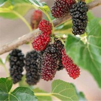 Moruša previsnutá - Morus alba ´Pendula´ - na 200cm kmeni, 8/12