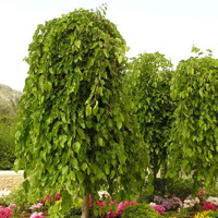Moruša previsnutá - Morus alba ´Pendula´ - na 200cm kmeni, 8/12