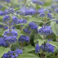 Caryopteris x clandonensis 'Heavenly Blue' - 20/30cm