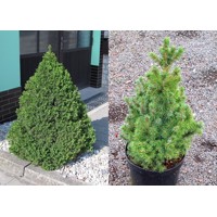 Smrek biely  - Picea Glauca ´Conica´ Co2L 30/40