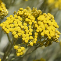 Slamiha talianská (Curry, Kari)  - Helichrysum italicum