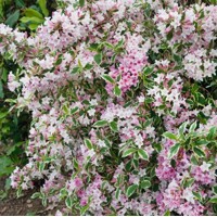 Vajgela kvetnatá - Weigela florida 'Variegata' - 35/40cm