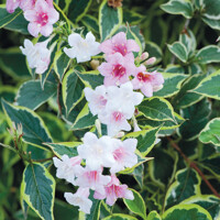 Vajgela kvetnatá - Weigela florida 'Variegata' - 35/40cm