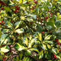 Ilex aquifolium myrtifolia ´Aureomaculata´ 40+cm