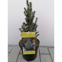 Smrek biely - Picea glauca ´Sanders Blue´ - 15/20cm