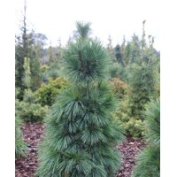 Borovica Schwerinova - Pinus schwerinii 'Wiethorst' - 25/30cm