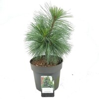 Borovica Schwerinova - Pinus schwerinii 'Wiethorst' - 25/30cm