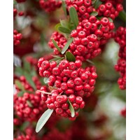 Hlohy?a šarlátová - Pyracantha coccinea ´Red Column´ - 40+cm