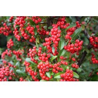 Hlohy?a šarlátová - Pyracantha coccinea ´Red Column´ - 40+cm
