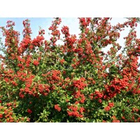 Hlohy?a šarlátová - Pyracantha coccinea ´Red Column´ - 40+cm