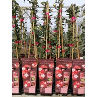 Hlohy?a šarlátová - Pyracantha coccinea ´Red Column´ - 40+cm