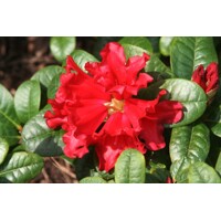 Rododendrón - Rhododendron ´Scarlet Wonder´ - 20/30cm