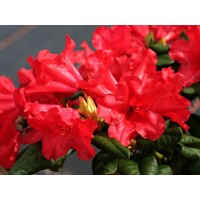 Rododendrón - Rhododendron ´Scarlet Wonder´ - 20/30cm