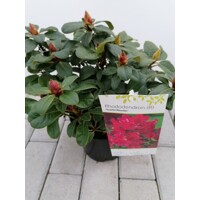 Rododendrón - Rhododendron ´Scarlet Wonder´ - 20/30cm