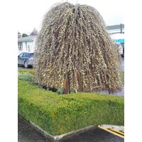 V?ba rakytová - Salix caprea Kilmarnock Pendula - na 120 kmienku