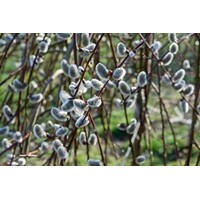 V?ba rakytová - Salix caprea Kilmarnock Pendula - na 120 kmienku