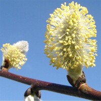 V?ba rakytová - Salix caprea Kilmarnock Pendula - na 120 kmienku