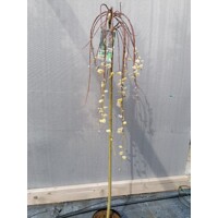 V?ba rakytová - Salix caprea Kilmarnock Pendula - na 120 kmienku