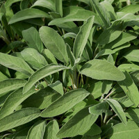 Salvia officinalis – šalvia lekárska do bylinkovej aj okrasnej záhrady