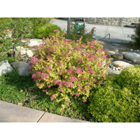 Tavo?ník - Spiraea bumalda 'Goldflame' - 10/15cm