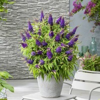 Buddleja davidii ´Butterfly Candy Little Purple´- 20/30cm