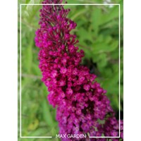 Buddleja davidii 'Royal Red' - 20/30cm