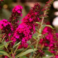 Buddleja davidii 'Royal Red' - 20/30cm