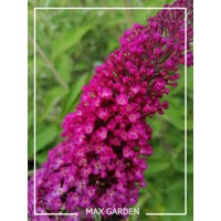Buddleja davidii 'Royal Red' - 20/30cm