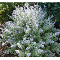 Caryopteris x clandonensis 'White Surprise'- 15/20cm