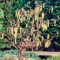 Lieska oby?ajná - Corylus avellana ´Contorta´ - 40/60cm