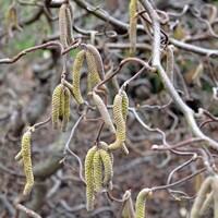 Lieska oby?ajná - Corylus avellana ´Contorta´ - 40/60cm