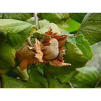 Lieska oby?ajná - Corylus avellana ´Contorta´ - 40/60cm