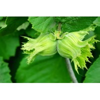 Lieska oby?ajná - Corylus avellana ´Contorta´ - 40/60cm