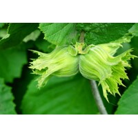 Lieska - Corylus avellana ´Lombardská ?ervená´  - na 120cm kmeni
