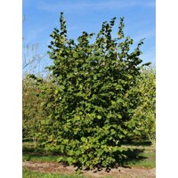 Lieska - Corylus avellana ´Lombardská ?ervená´  - na 120cm kmeni