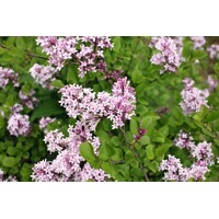 Orgován meyerov  - Syringa meyeri ´Palibin´- 20/30cm