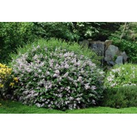 Orgován meyerov  - Syringa meyeri ´Palibin´- 20/30cm