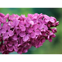 Orgován oby?ajný - Syringa vulgaris 'Andenken an Ludwig Spath' - 20/30cm