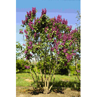 Orgován oby?ajný - Syringa vulgaris 'Andenken an Ludwig Spath' - 20/30cm