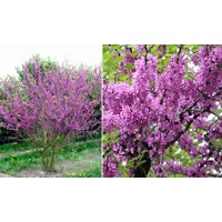 Judášovec strukovitý - Cercis siliquastrum - 60/80/100cm