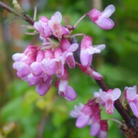 Judášovec strukovitý - Cercis siliquastrum - 60/80/100cm