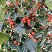 ILEX X NELLIE R. STEVENS - na 40/50cm kmeni