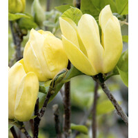 Magnolia soulangeana ´Daphne´ - 170/190cm